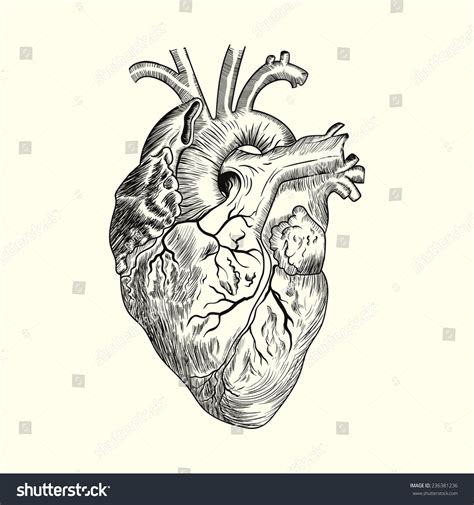 Hand Drawn Human Heart Sketch Anatomical Stock Vector (Royalty Free ...