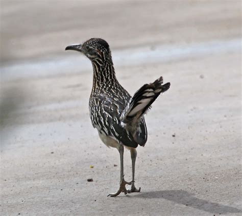 Road Runner Range 的图像结果