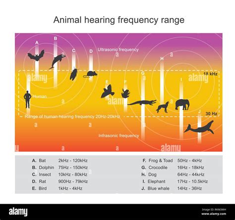 Human hearing range hi-res stock photography and images - Alamy