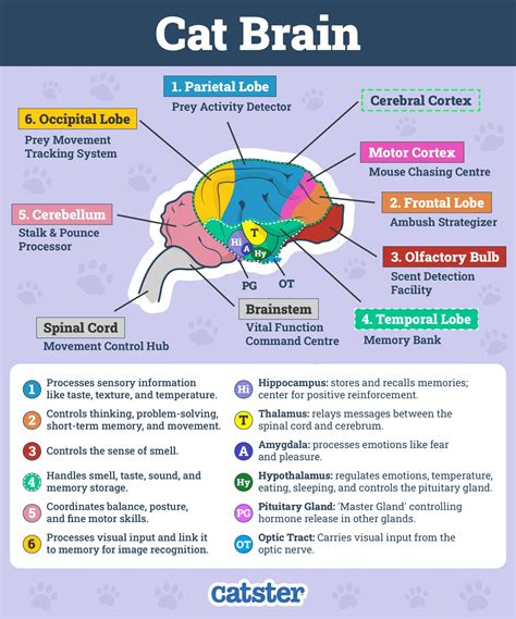 How Small Is A Cats Brain