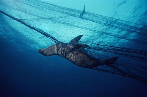 Bycatch Whale
