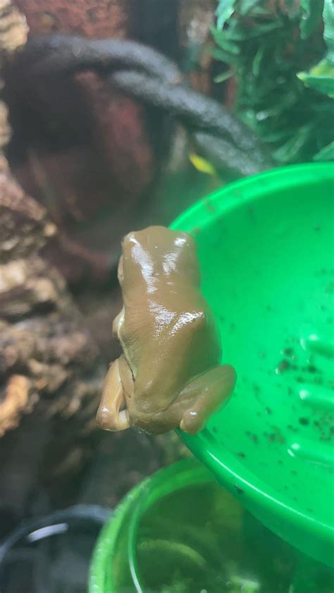 frog has what it looks like to be a bone sticking out on his back? what ...