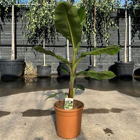 300Pcs Semi Di Banano Nano A Crescita Rapida Commestibili