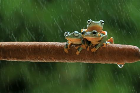 Raining Frogs