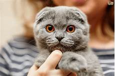 cat breed 5 popular flat faced cat breeds pets4homes cat breed 5 popular flat faced cat breeds pets4homes