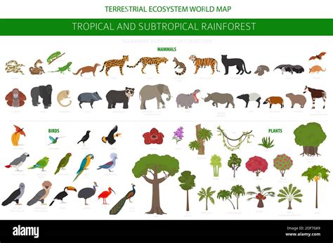 Tropical and subtropical rainforest biome, natural region infographic ...