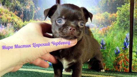 СЮРПРИЗ от Царского Червонца #купить_щенка_чихуахуа_продаю 89215950848 ...