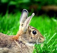 Image result for Pet Rabbit Back Yard