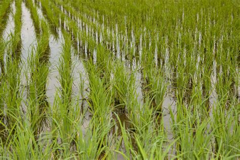 Is Rice Grown In America at Debra Schaper blog