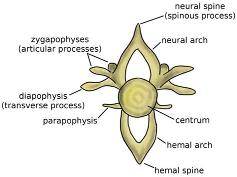 The Spine: A Strong, Stable, and Flexible Structure with Biomimetics ...