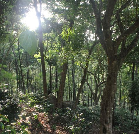 LETS Camp | Best Location in Yercaud | Coffee Plantations