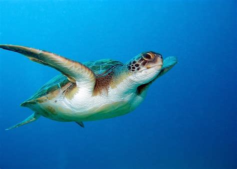 Loggerhead Turtle Predators 的图像结果