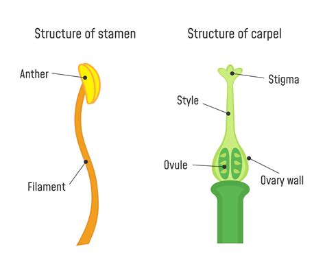 Labelled Diagram Flower
