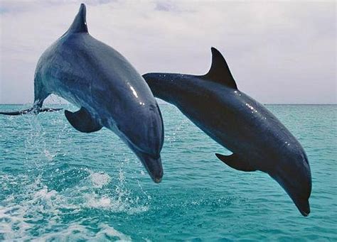 KEY WEST PARASAILING (2026) All You Need to Know BEFORE You Go (with ...