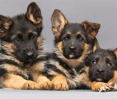 What Causes Bow Legs In Puppies