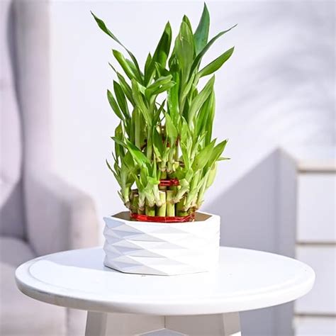 Ugaoo Lucky Bamboo 3 Layer Plant with Criss premium Ceramic planter ...