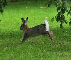 Image result for Spring Bunnies Hopping