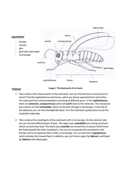 Cockroach Dissection Kit 的图像结果