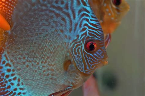 Image result for Discus Fish Water Conditions
