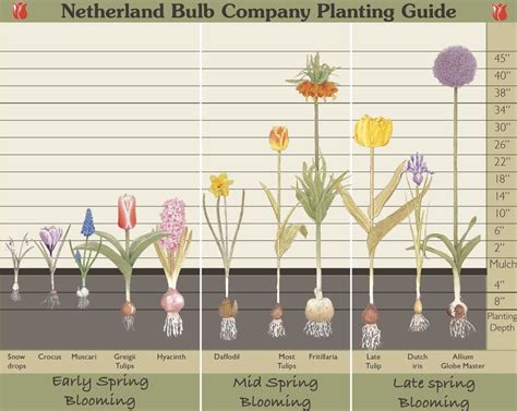 Spring Bulb Planting Guide 的图像结果