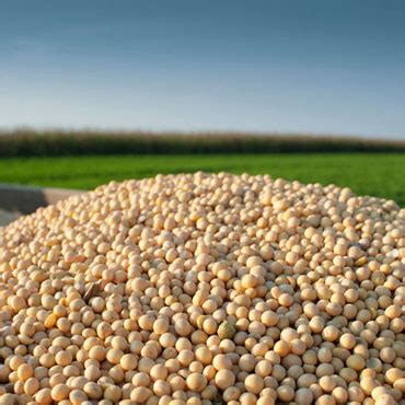 Rich Soya