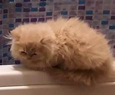 gatti persiani da adottare gattino persiano maschio annunci animali trovacuccioli gatti persiani da adottare gattino persiano maschio annunci animali trovacuccioli