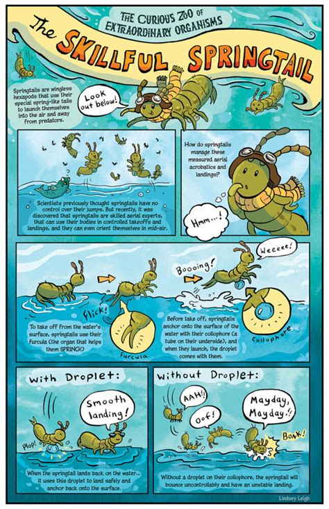 Image result for Springtail Jump