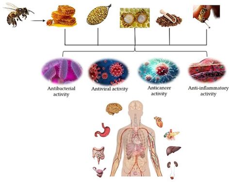 Hive Products: Composition, Pharmacological Properties, and Therapeutic ...