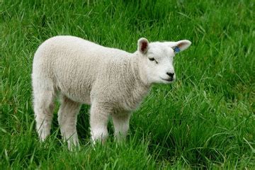 属羊的是哪一年出生的 - 日历网