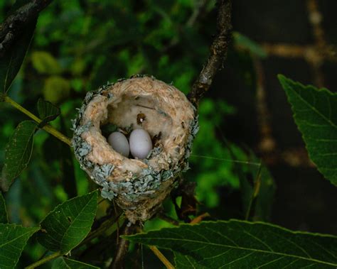 Hummingbird Nest With Eggs