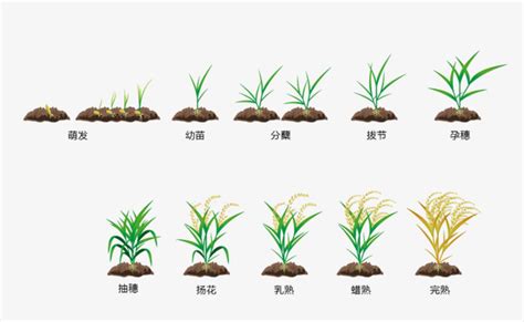 水稻的种植和生长过程_百度知道