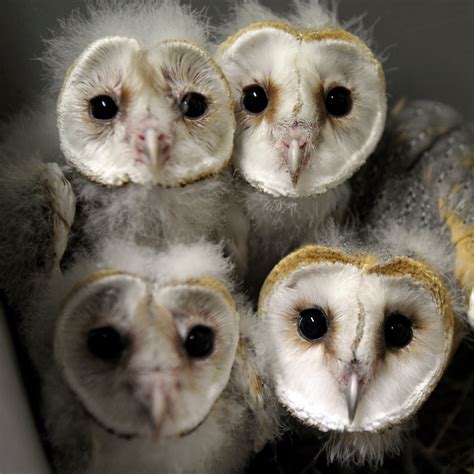 How Far Can Owls See