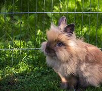 Image result for Lion Bunnies