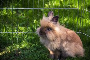 Image result for Lionhead Bunnies Cute