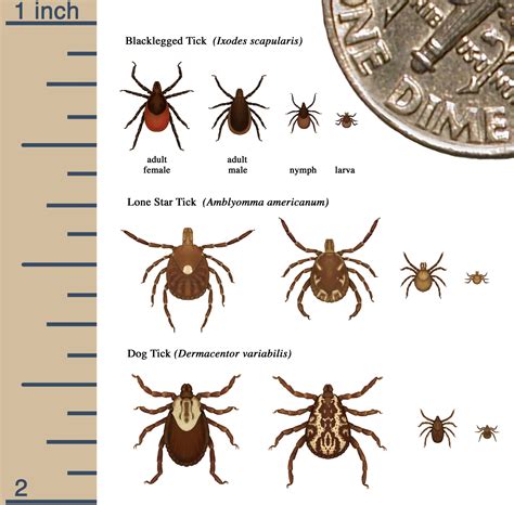 Tick Photos - Michigan Lyme Disease Association