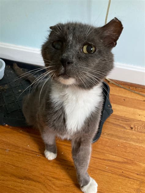 Tuxedo cat. Gray & white - Essex, CT Patch