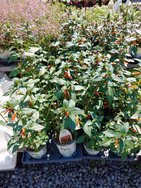 LONG BRANCH POULTRY FARM - Long Branch NJ - Hours, Directions, Reviews ...