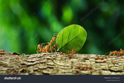 Image result for Dangling Python From a Tree