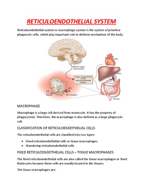 Reticuloendothelial System - RETICULOENDOTHELIAL SYSTEM ...