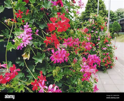 Blooming red and pink ivy geranium pelargonium in the vertical design ...