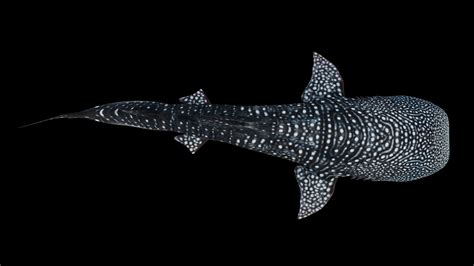 Animated Whale Shark - 3D Model by Pig Scales Studio