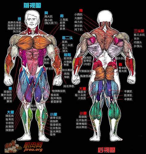 肌肉位置图解 - 健美网