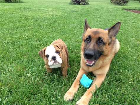 Whats A Good Protective Family Dog at Luca Searle blog