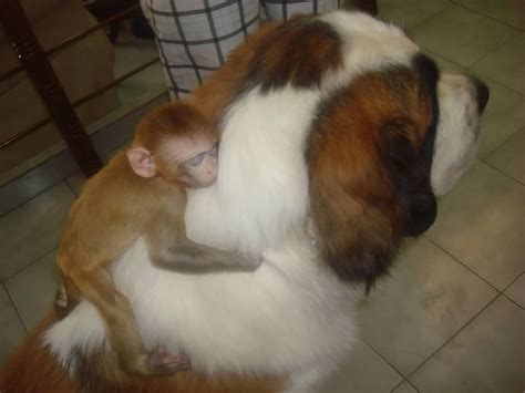 My Monkey and Dog | Scrolller