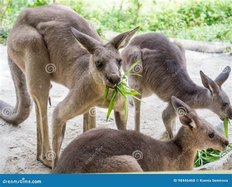 Group of Kangaroos Feeding in the Park Stock Photo - Image of outback ...