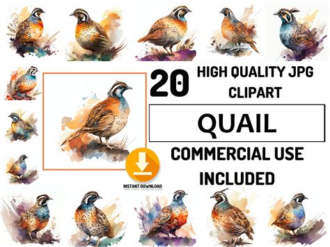 Cute Quail Clip Art