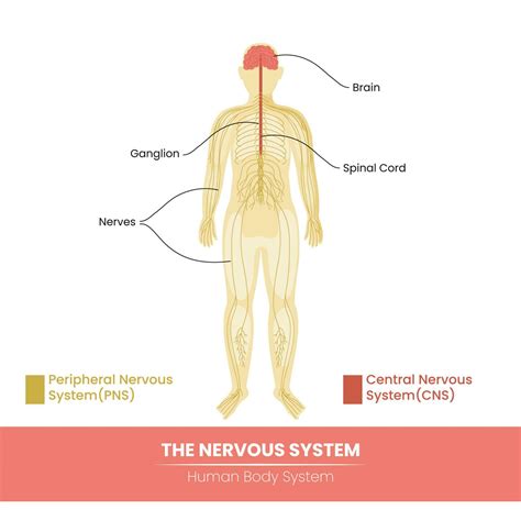 Main Components Of The Human Nervous System On White Background. 23323671 Vector Art at Vecteezy