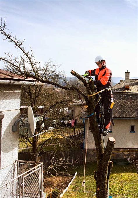 Local Tree Removal Companies 的图像结果