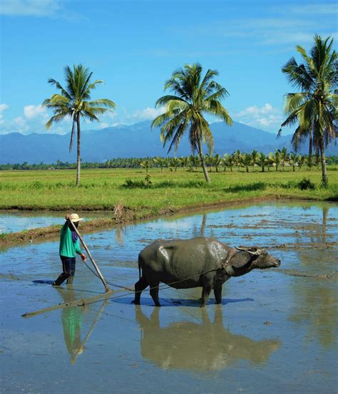 Farmer Philippines Photos, Download The BEST Free Farmer Philippines Stock Photos & HD Images