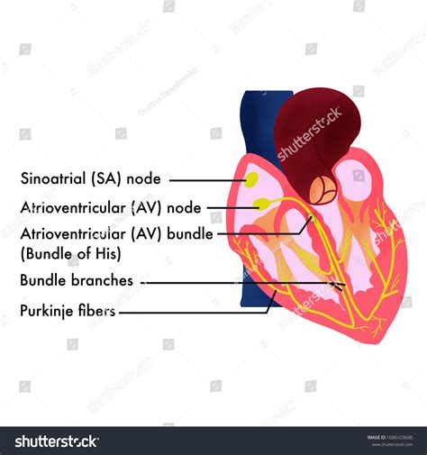 Sinoatrial Node And Atrioventricular Node